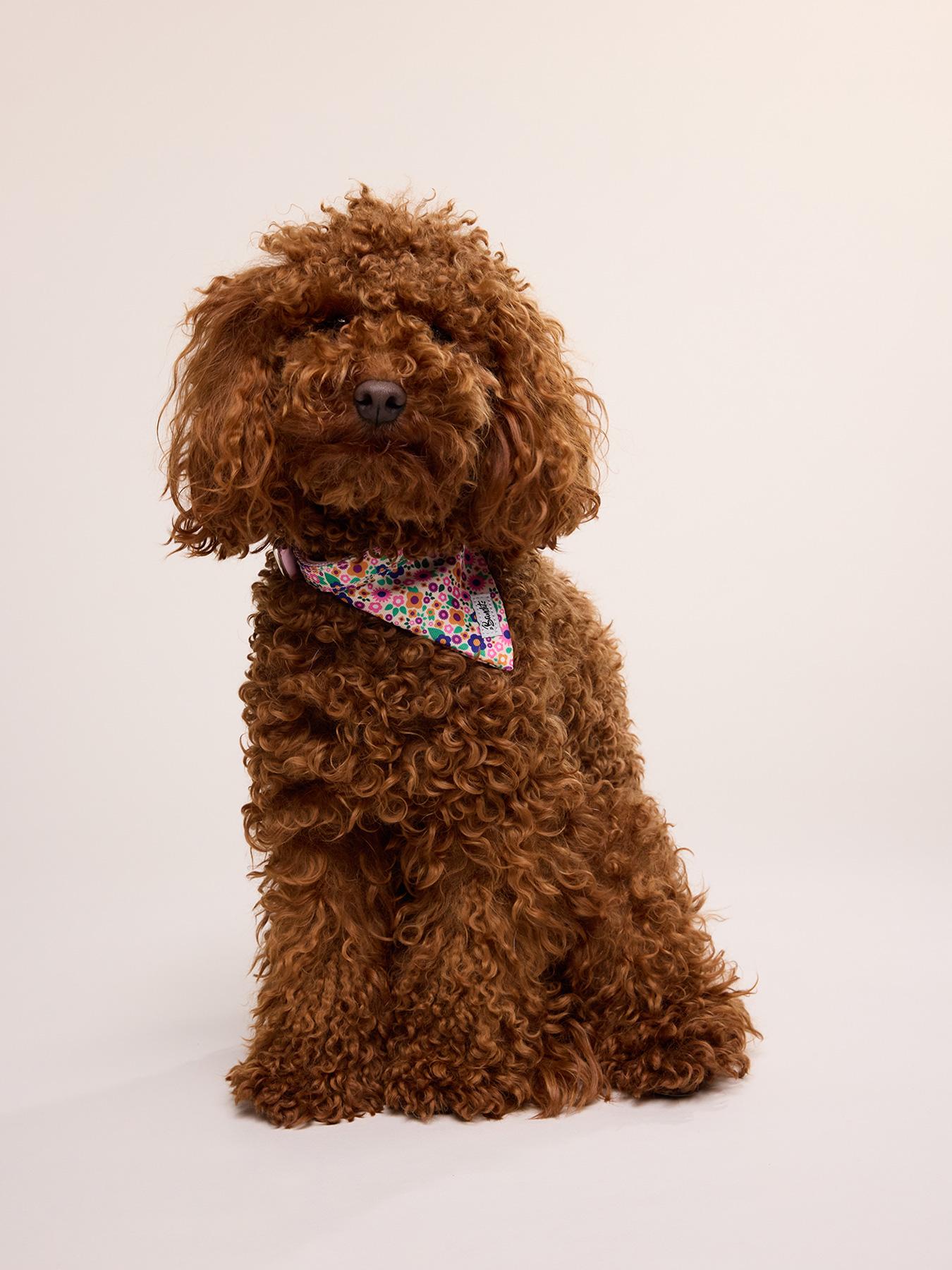 Exemple de shooting avec un modèle animal 2/3